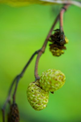 Alnus incana 'Aurea' - olše šedá - jehněda samčí